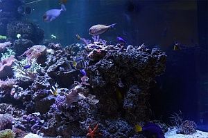 Встроенный аквариум с кораллами под заказ в москве - фото 14