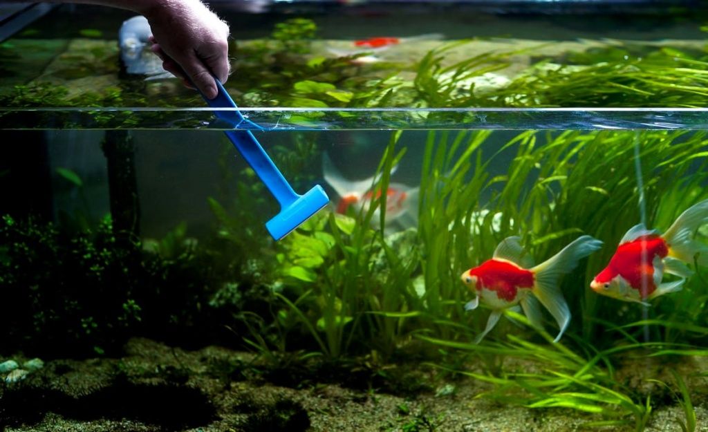 Как чистить аквариум дома: поэтапный чек-лист уборки | Подводный мир