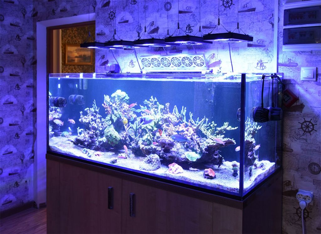 аквариум с жескими кораллами 
