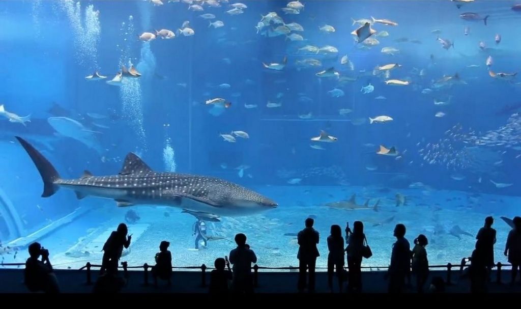 самый большой аквариум в мире