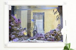 Купить аквариум с мягкими кораллами в Москве - фото 9