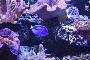 Встроенный аквариум с кораллами под заказ в москве - фото 12