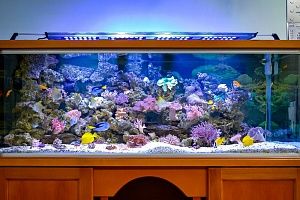 Морской аквариум на 900 литров в кабинете у директора - фото 0