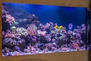 Встроенный аквариум с кораллами под заказ в москве - фото 1