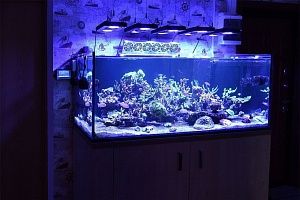Морской рифовый аквариум купить в Москве - фото 3