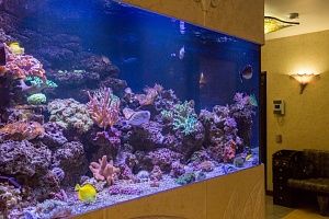 Встроенный аквариум с кораллами под заказ в москве - фото 8