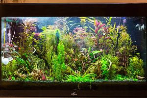Голландский аквариум с элементами акваскейпа купить в Москве - фото 1