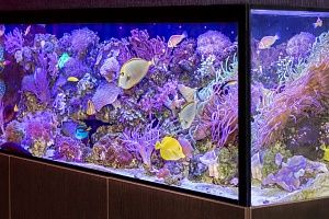 Морской аквариум на заказ в Москве - фото 1