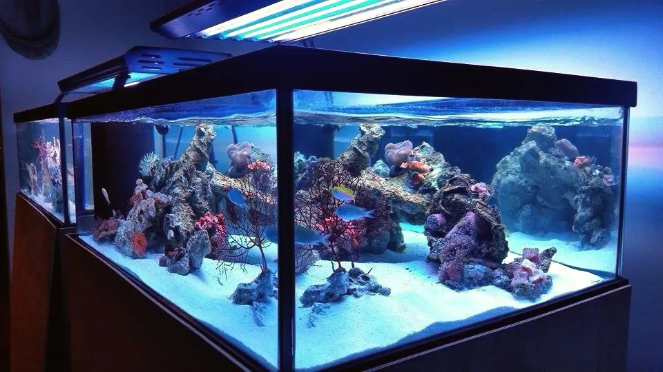 Морской рифовый аквариум после запуска