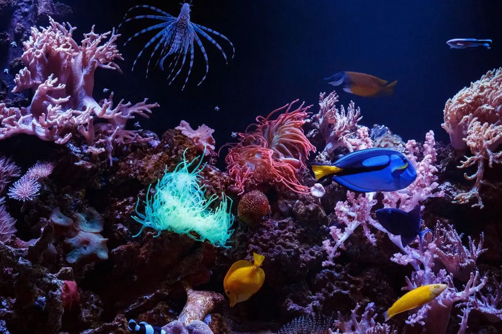 Морской рифовый аквариум после чистки