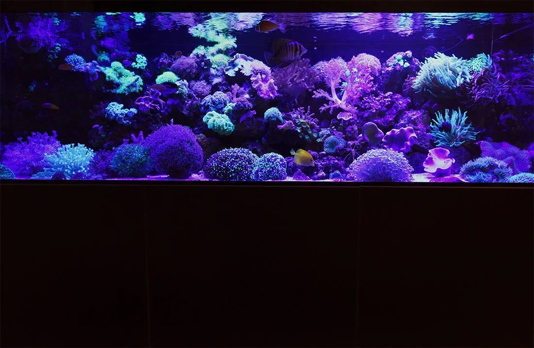 Мягкие кораллы и морские рыбы