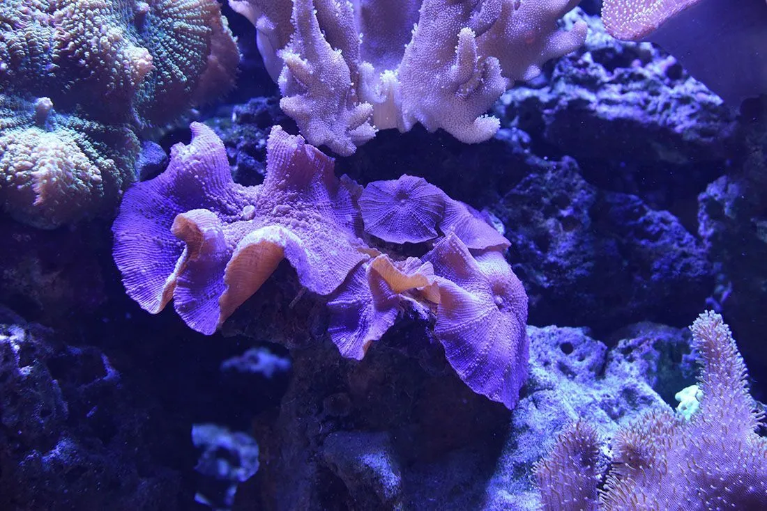 Встроенный морской аквариум с мягкими кораллами — общий вид