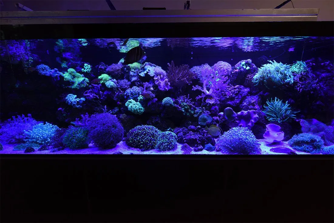 Морские рыбы крупным планом