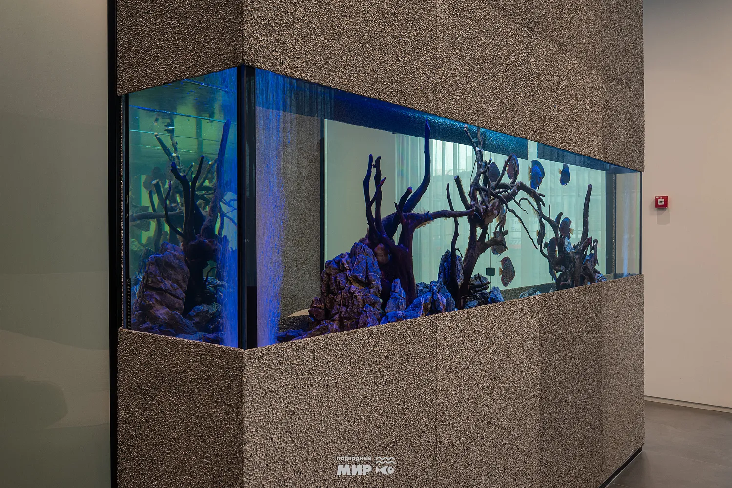 Пресноводный аквариум для офиса продаж MR GROUP