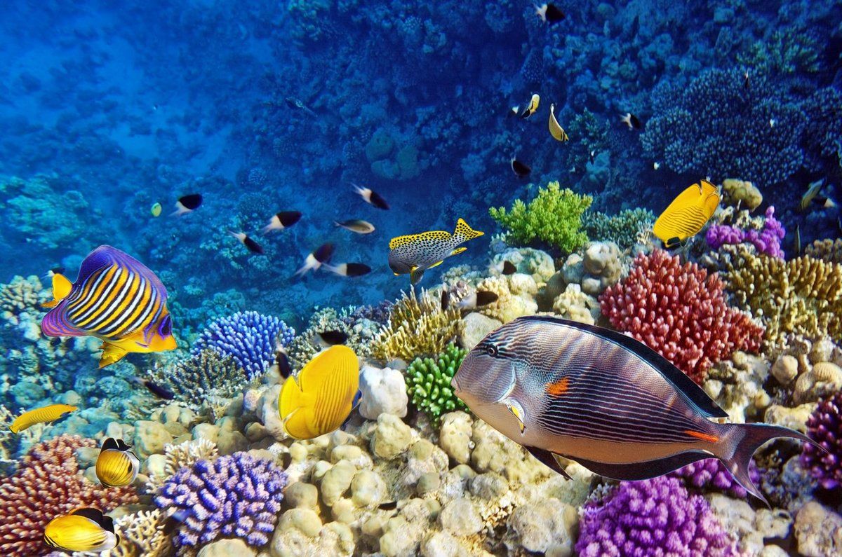 Рифовые рыбы в межкомнатном аквариуме