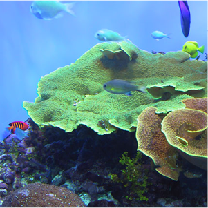 Морской аквариум с жёсткими кораллами в Москве под ключ