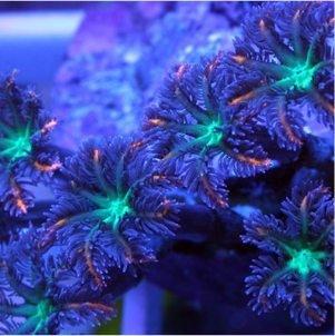 Морской аквариум с мягкими кораллами в Москве купить