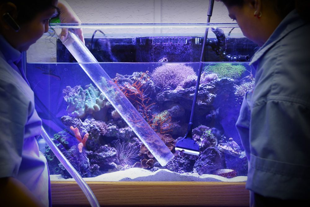 Как менять воду в аквариуме?