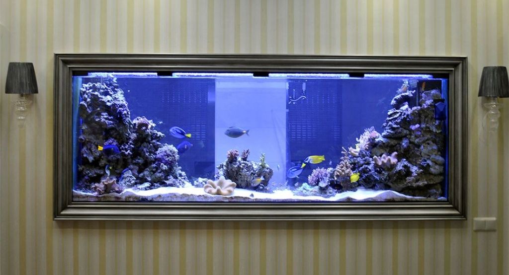 Купить аквариум с морскими рыбами в Москве