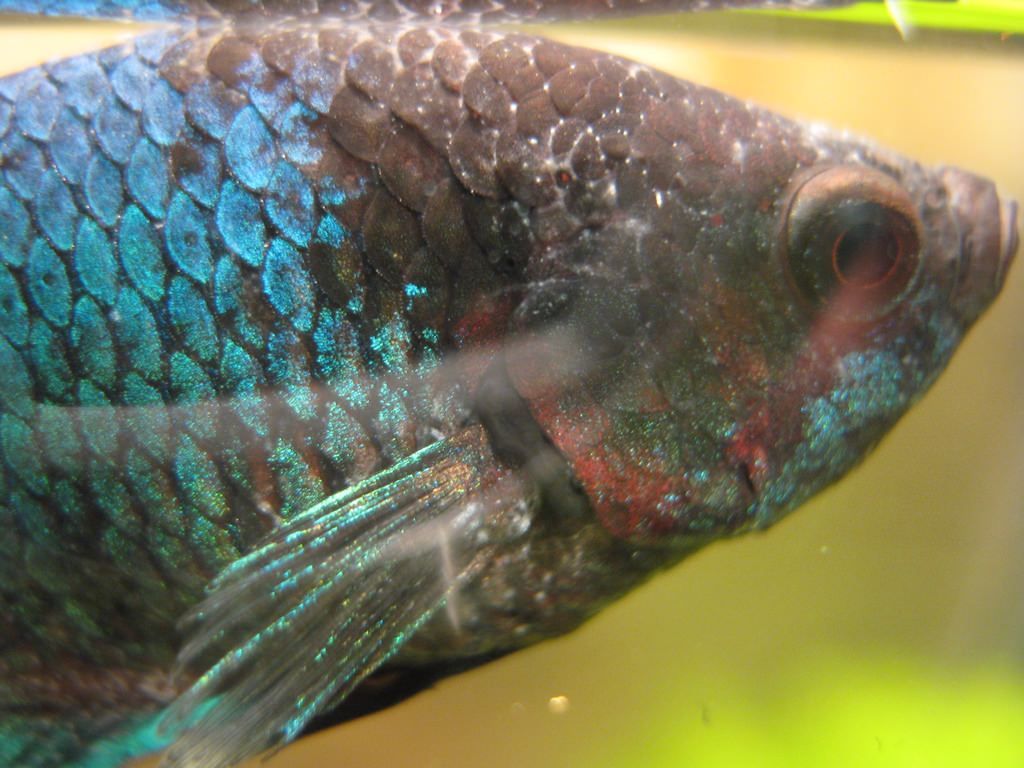 ихтиофтириоз рыбка петушок