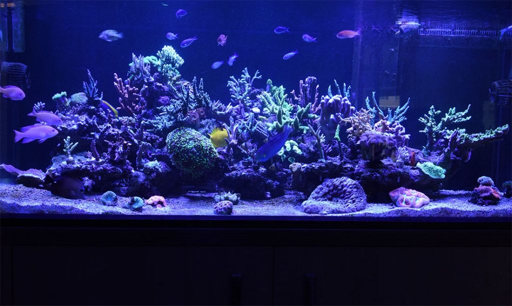 морской аквариум кораллы