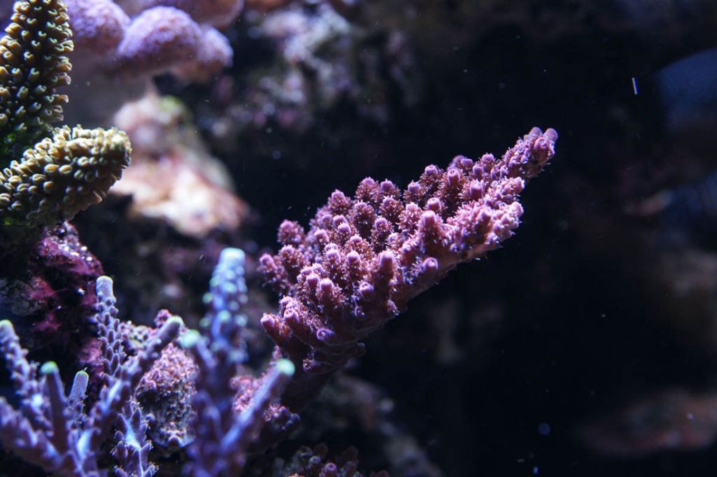 кораллы для рифового аквариума в Москве