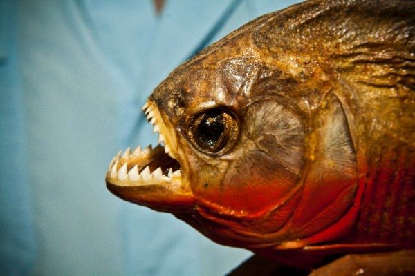 аквариумные рыбки, фото, название, страна происхождения