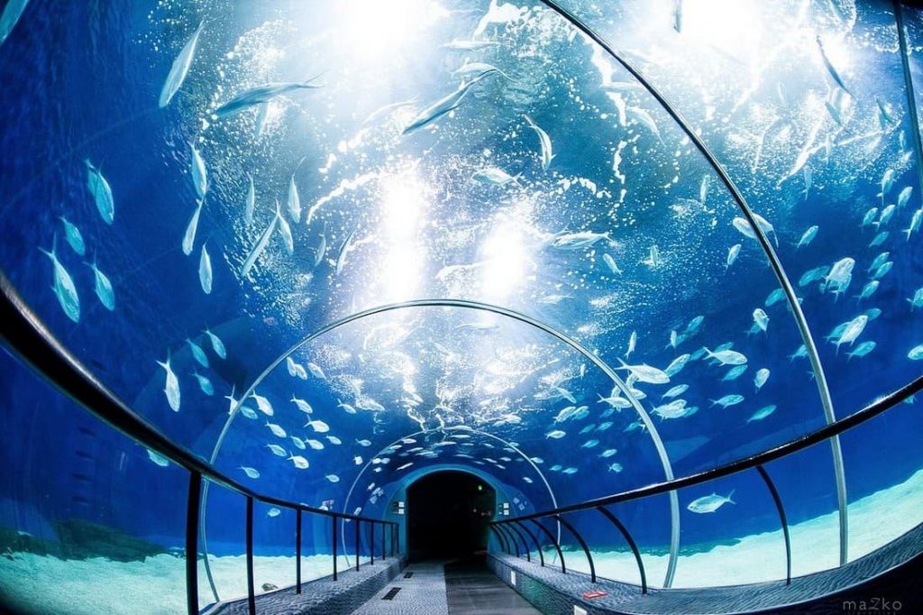 большие аквариумы мира