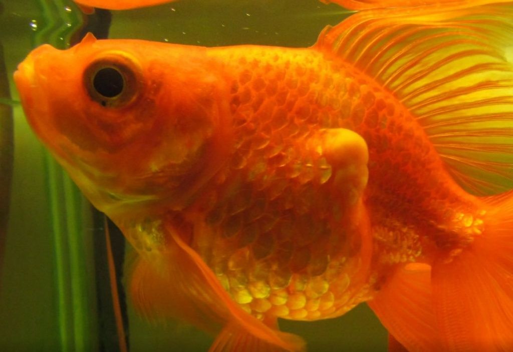 Золотая рыбка лечение. Гексамитоз Моллинезия. Глюгеоз у аквариумных рыб. Гексамитоз у золотых рыбок. Болезни золотых рыбок.