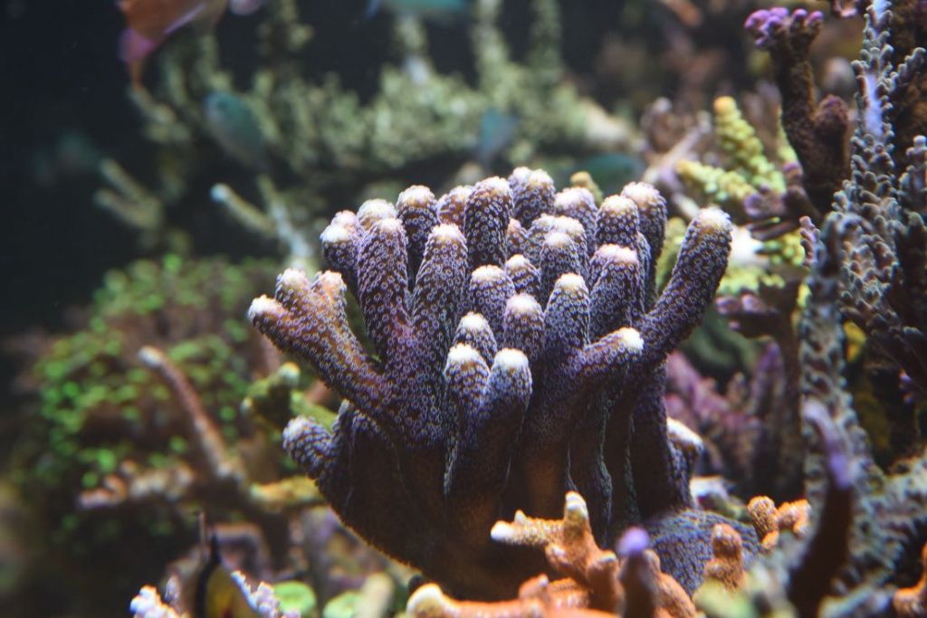 Рифовый аквариум кораллы купить Москва