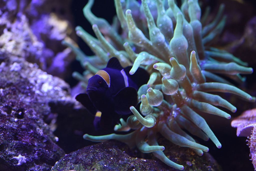 Оформление аквариумов кораллами