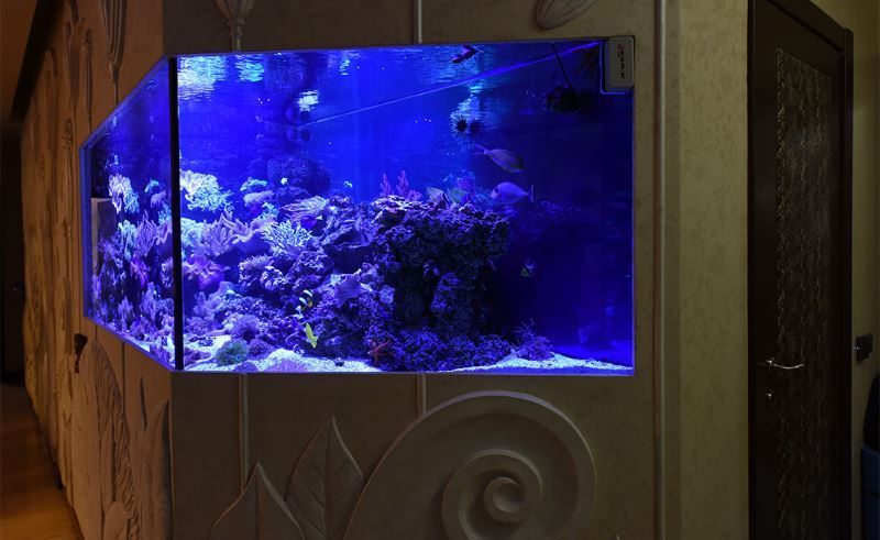 Купить аквариум с кораллами в Москве