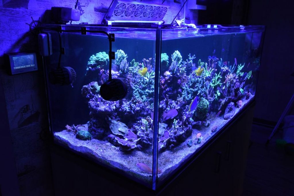 Морской аквариум с рыбами под ключ в Москве