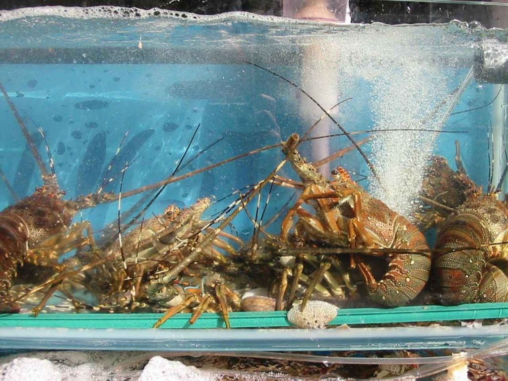 website-lobsters-in-tank-1.jpg