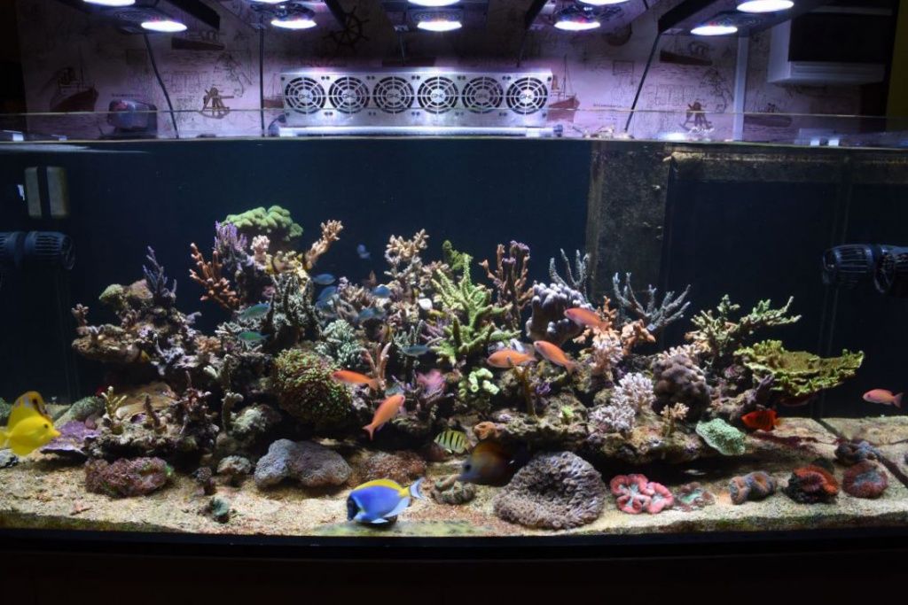 Рифовый аквариум купить в Москве