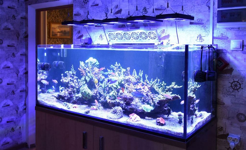 Морской аквариум с кораллами в Москве