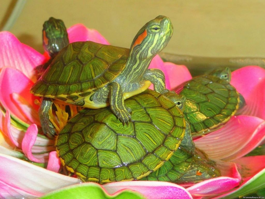 Красноухая черепаха в домашних условиях – чем грозит неправильный уход?