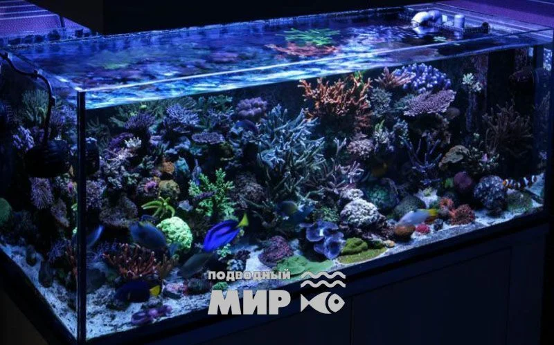 Морские рыбы в рифовом аквариуме