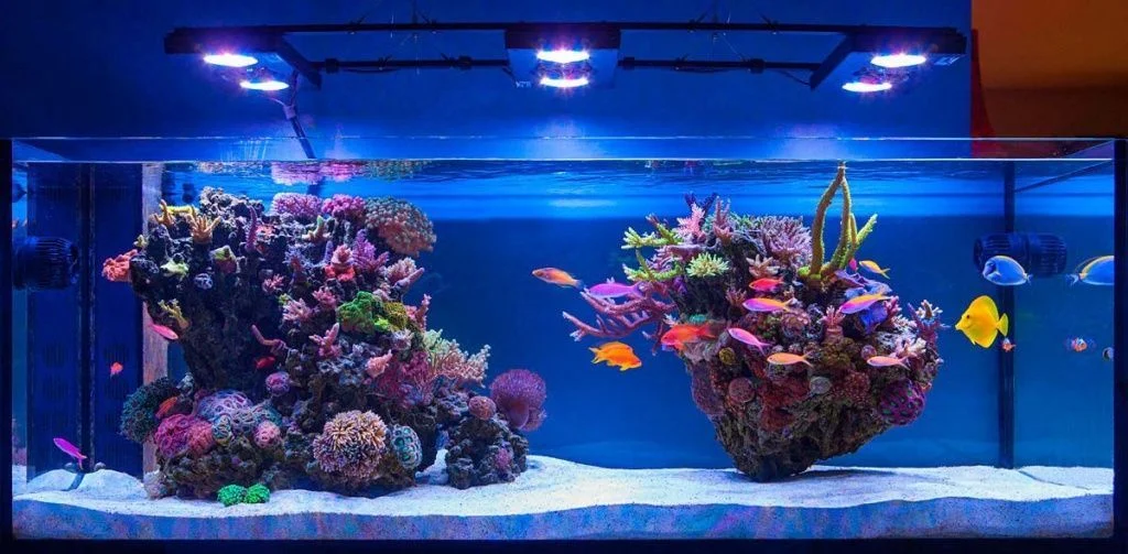 Запуск морского аквариума