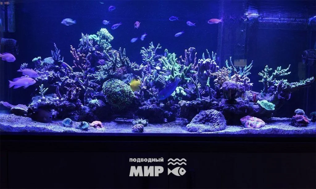 Морской рифовый аквариум «Коралловый риф» — фотография проекта