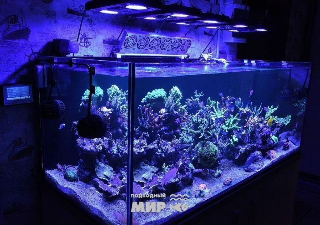 Морской рифовый аквариум «Коралловый риф» 700 л — общий вид