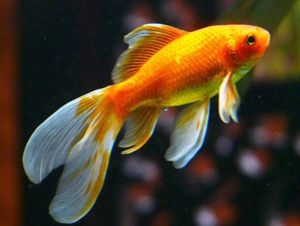болезни золотых рыбок