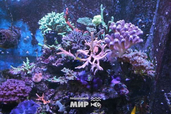 Морской аквариум с жесткими кораллами