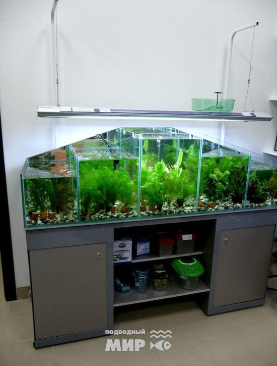 Голландский аквариум фото