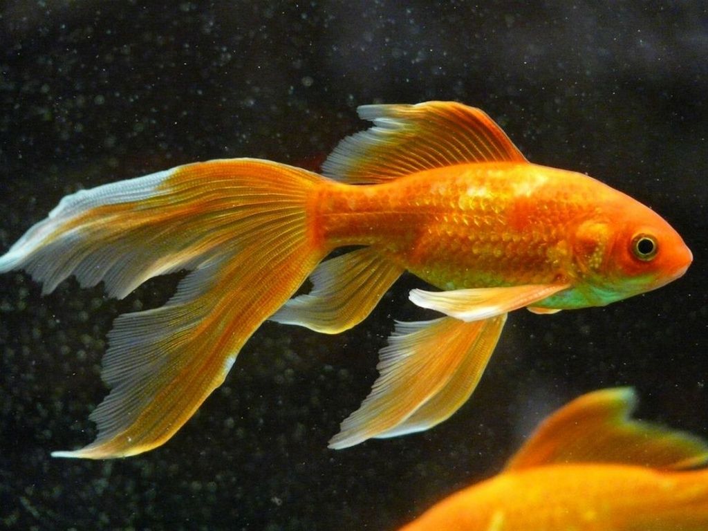 Как вылечить золотую рыбку из аквариума thumbnail
