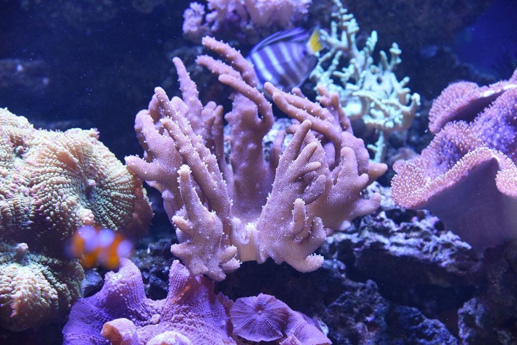 Оформление аквариума кораллами в Москве