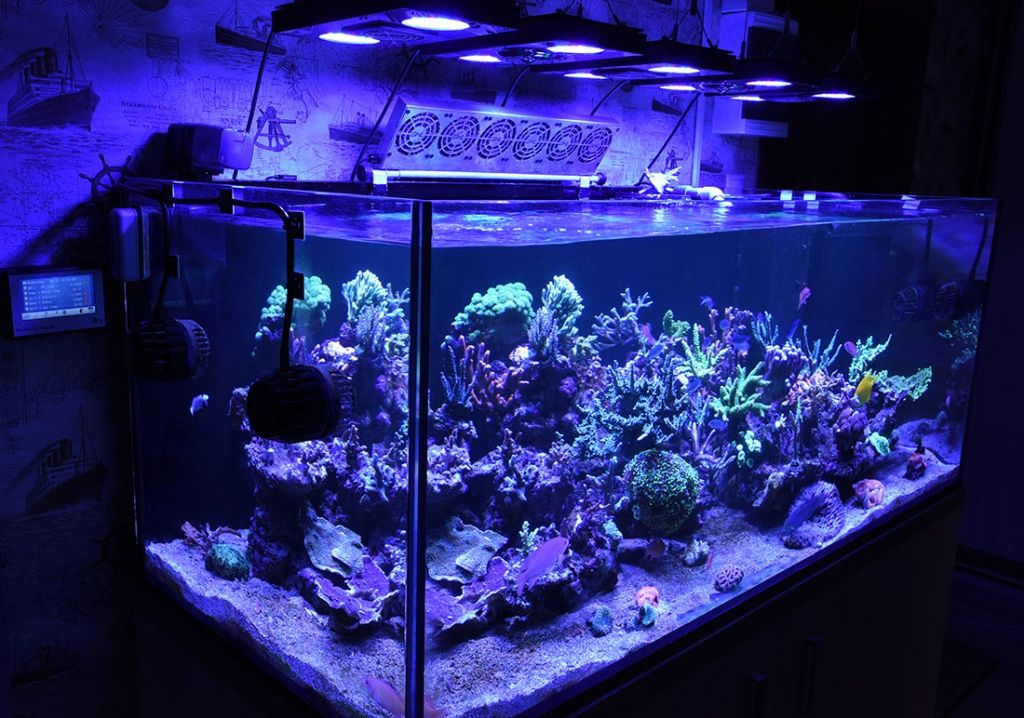аквариумы с жескими кораллами