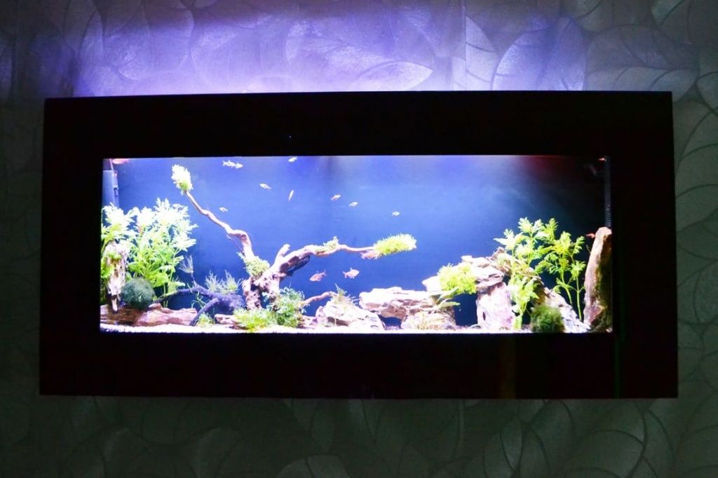 аквариум пресноводный на стену картина