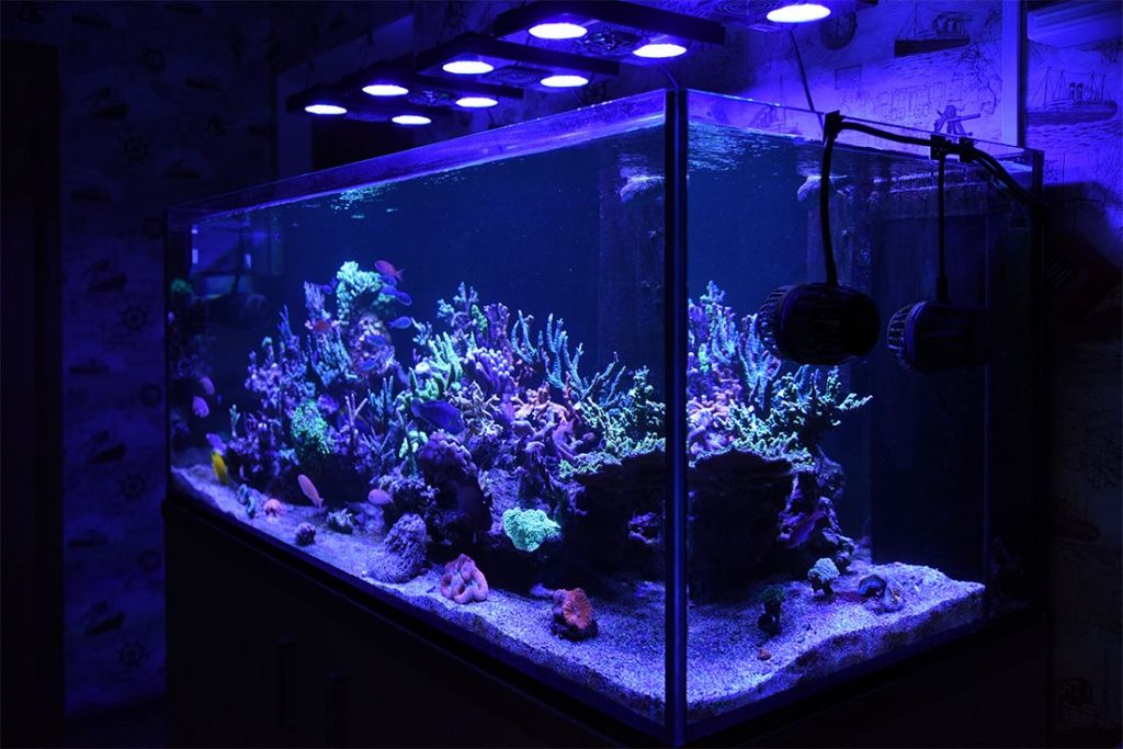 аквариум с жескими кораллами, заказать морские аквариумы с жескими кораллами