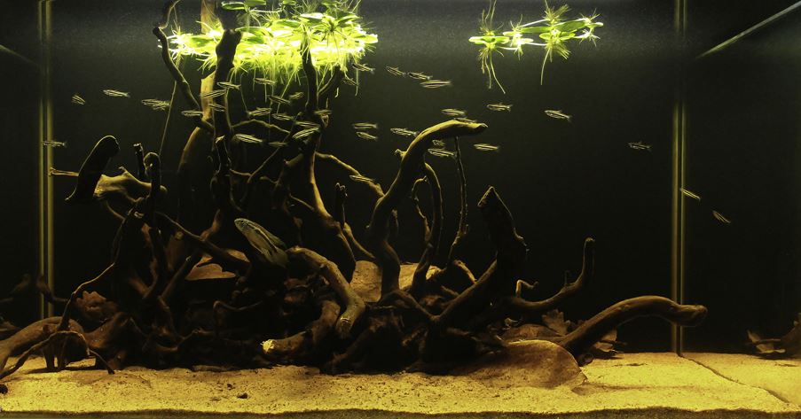 Биотопный аквариум в Москве купить